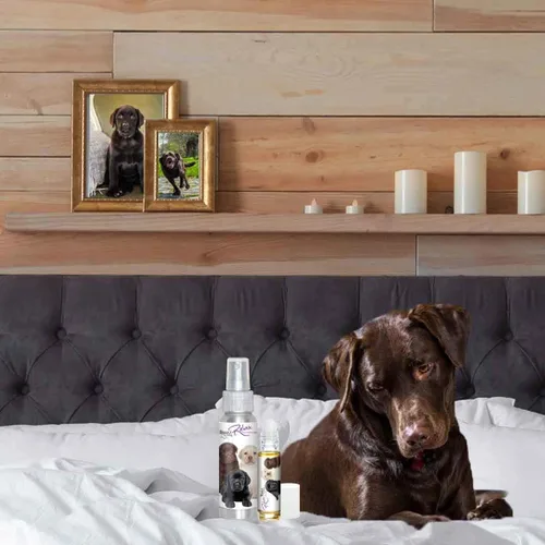Vista 8 de The Blissful Dog Labrador Retriever Relax Roll-On Aromaterapia para perros