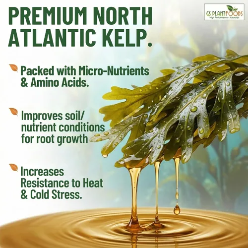 Vista 2 de GS Plant Foods Fertilizante Líquido de Kelp – Adecuado para Cultivo Orgánico, Concentrado de Algas Marinas Listado por OMRI para Césped, Jardines