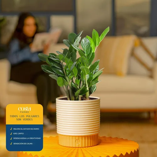 Vista 5 de Costa Farms ZZ Zamioculcas Zamiifolia, planta de interior, 12 pulgadas de alto, maceta decorativa blanca natural.