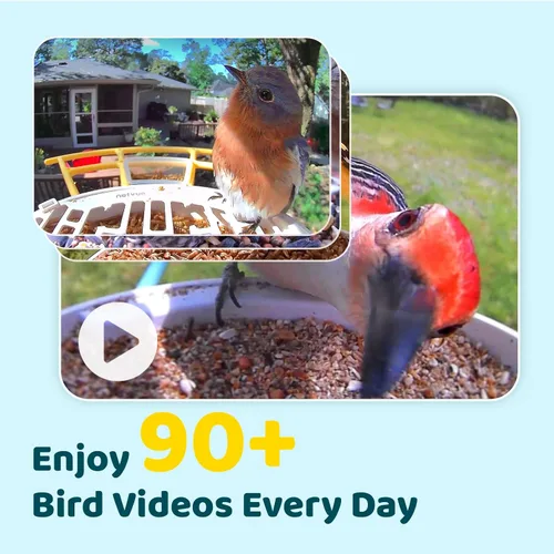Vista 3 de NETVUE by Birdfy - Alimentador inteligente para pájaros con cámara AI 2K alimentado por energía solar, observación inalámbrica de aves silvestres