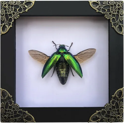 Vista 163 de 2 Real Dragonfly Specimens Shadow Box Framed Insect Display Oddities Curiosities Entomology Collection Natural History Wall Decor Gift for Nature