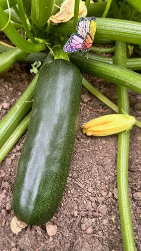 Vista 5 de Plant Good Seed Semillas de calabacín orgánicas Black Beauty, paquete de 20, semillas tradicionales para plantar verduras, suministros