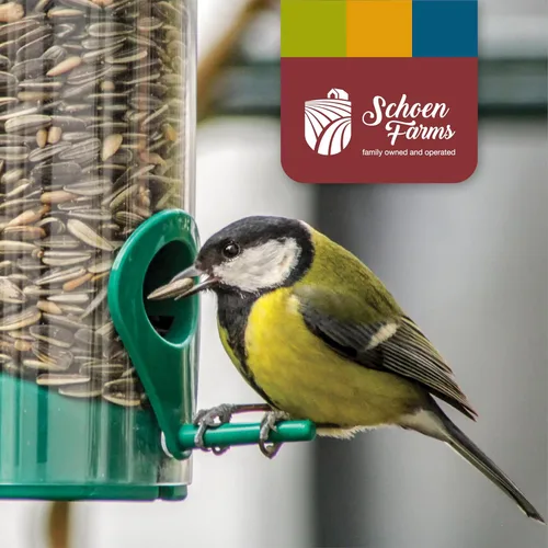 Vista 8 de Schoen Farms Mezcla gourmet de alimentos para pájaros silvestres (10 libras) para cardenales, garbanzos, trepadores, pájaros carpinteros y pájaros