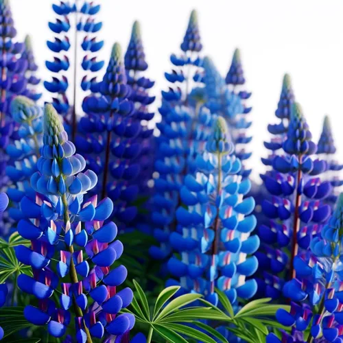 Vista 2 de Semillas Blue Lupine King Canute Flores Perennes Altas Gigantes Sin OGM
