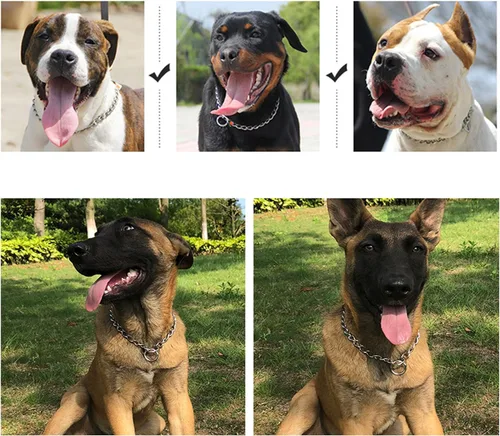 Vista 5 de Collar de cadena para perros, gargantilla de metal para entrenamiento de perro resistente, martingala para perros medianos y grandes L+longitud: 24