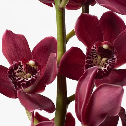 Vista 4 de Calvin Klein euphoria Loción sensual para la piel, 6.7 fl. oz.