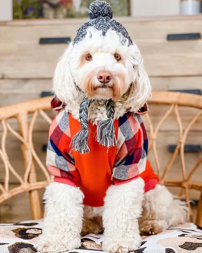 Vista 4 de Fitwarm - Chaleco de algodón para perros y gatos, diseño a cuadros con capucha (naranja, XS)