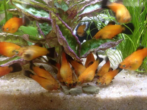 Vista 8 de Obleas pequeñas de hundimiento ultra color de 0.472 in a 1/2 pulgada para peces de fondo, camarones, caracoles, cangrejos, cangrejos de río, todos