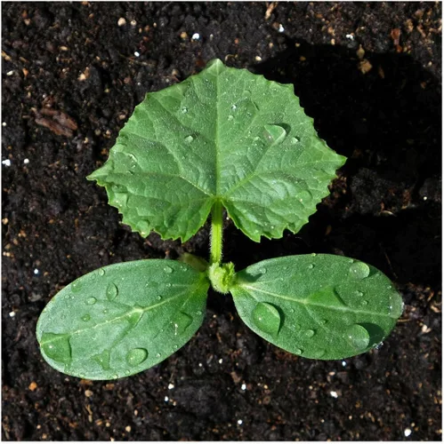 Vista 3 de Everwilde Farms - Semillas de pepino híbrido Calypso de 1 onza - Gold Vault