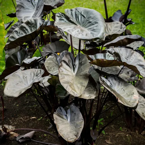 Vista 2 de 2 plantas de Alocasia de coral negro vivo para cultivo en interiores y exteriores, de 4 a 8 pulgadas de alto, rara y resistente