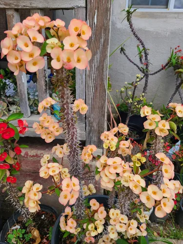 Vista 2 de Euphorbia milii, corte de corona de espinas, 2 variedades para elegir Rosa amarillo