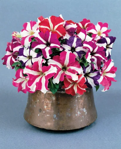 Vista 4 de 500 Semillas Petunia Starfall F1 Rainbow Mix Flores Anuales de Interior Sin OMG