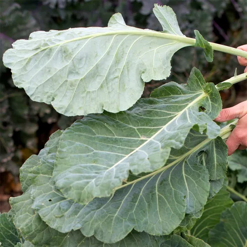 Vista 2 de Georgia Southern Collard Greens Seeds (500+) cultivadas en EE. UU