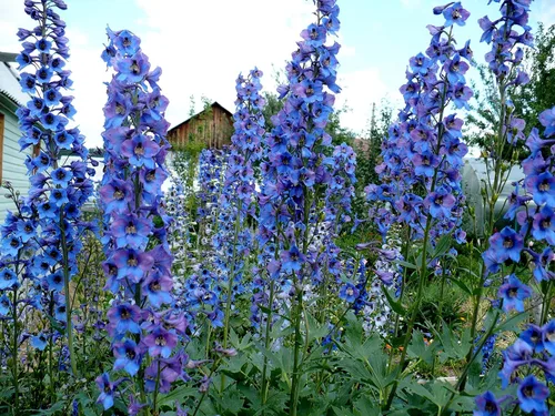 Vista 9 de Blue Delphinium Larkspur - Semillas de flores altas variadas de más de 30 semillas sin OMG para cultivar