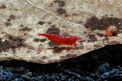 Vista 2 de Camarones vivos de acuario de agua dulce - Neocaridina (Bloody Mary, 5 unidades)