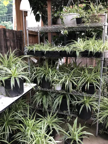 Vista 3 de Smoke Camp Crafts - Orgánico - Trío de Plantas Araña