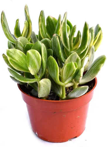 Vista 6 de Planta suculenta crassula viva - Suculenta crassula de 4 pulgadas totalmente arraigada (Crassula Gollum)
