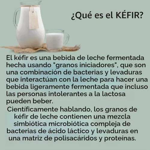 Vista 3 de Granos vivos de kéfir de leche - Live Active Starter Cultures Scoby para bebida probiótica casera para almendras, kéfir de coco o leche entera