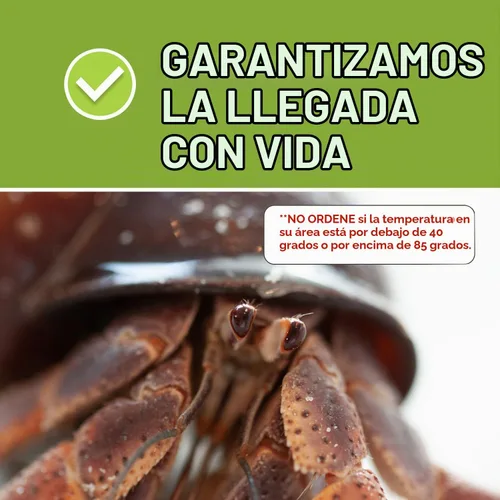 Vista 3 de 1 cangrejos ermitaños vivo, cangrejo de tierra de pincher púrpura