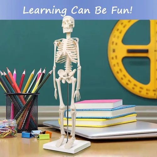 Vista 8 de EVOTECH SCIENTIFIC Modelos de cuerpo humano, esqueleto y corazón, el mejor modelo de anatomía, juego de 3 herramientas prácticas de estudio