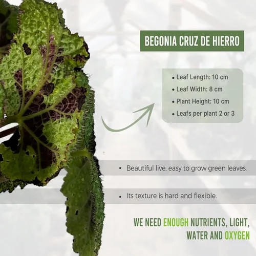 Vista 3 de LEAL PLANTS ECUADOR Begonia Cruz de Hierro, paquete de 2 unidades, Begonia de hojas pintadas para decoración, impresionante planta de follaje