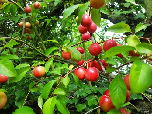 Vista 2 de TomorrowSeeds - Semillas de ciruelo americano - Más de 10 unidades - para plantar Prunus Americana Ciruelas silvestres Rojo Dulce Nativo Forrajeo