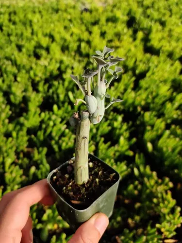 Vista 11 de Plantas de cactus suculentas vivas de USKC (pata de oso de cotiledón tomentosa de 2 pulgadas)