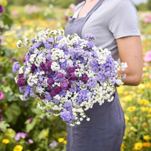 Vista 5 de Eden Brothers Semillas Ageratum - Azul Dondo
