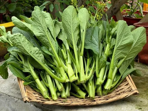 Vista 5 de 4000 semillas de Choy Sum de alta calidad – Cải Ngồng – Yu Choy – Semillas de col china en flor – Sin OMG, reliquia, tasa de germinación del 99%