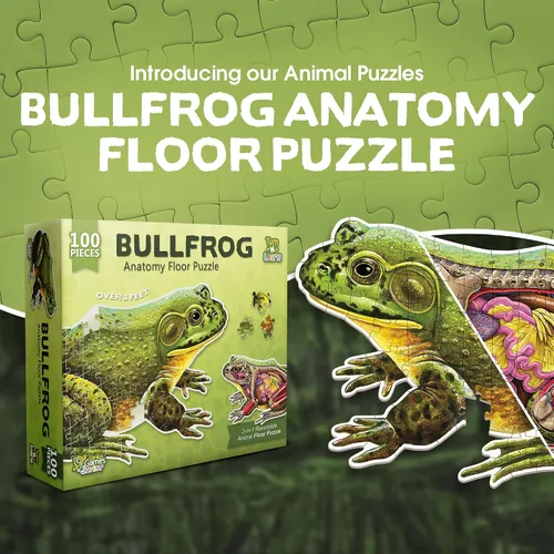 Vista 2 de Bullfrog - Rompecabezas de piso de anatomía animal Rompecabezas de 100 piezas de doble cara Ilustración científicamente precisa de rana de gran