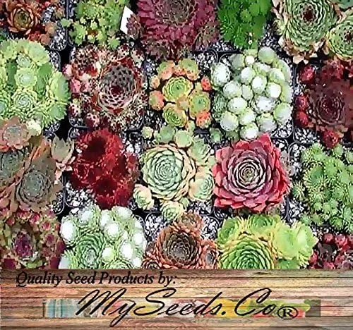 Vista 6 de Big Pack by MySeeds.Co