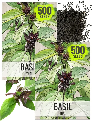 Vista 45 de Seed Needs Semillas de albahaca italiana para plantar hierbas tradicionales sin OMG, 1 paquete