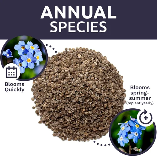 Vista 8 de Chinese Forget Me Not Wildflower Seeds - Paquete a granel de 1 onza - Más de 5,500 semillas polinizadas abiertas - Blue Cynoglossum amabile