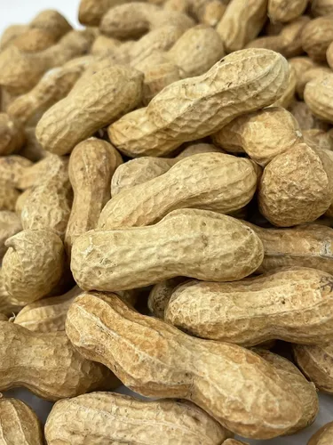 Vista 4 de Cacahuetes crudos prémium en cáscara para alimentación animal - 10 libras