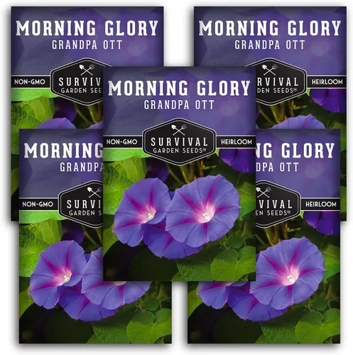 Vista 12 de Survival Garden Seeds - Grandpa OTT Morning Glory Seed para plantar - Paquete con instrucciones para plantar y cultivar Ipomoea Purpurea
