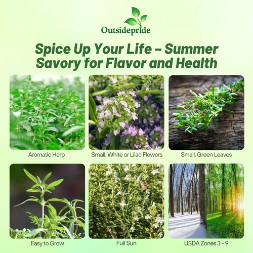 Vista 2 de Outsidepride Summer Savory Seeds - Semillas anuales de hierbas culinarias para plantar con hojas aromáticas, tolerantes a la sequía y compactas