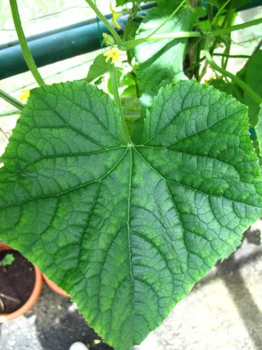 Vista 2 de 20 semillas vegetales Hispida Benincasa de invierno Melón de invierno de calabaza de cera blanca *Comb S/H