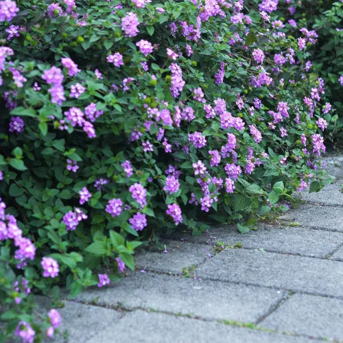 Vista 3 de 2 plantas Lantana vivas para plantar en interiores y exteriores, 4-8 pulgadas de alto, flores de Lantana fragantes de mariposa, sin maceta