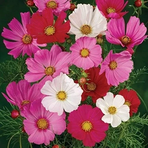 Vista 8 de Semillas de flores sin OMG a granel Cosmos Mix (1 LB) 50,000 semillas
