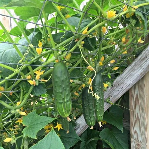 Vista 4 de Pepino Pepino Semillas Tipo Arbusto para Decapado Vegetal para Plantar Semillas No GMO 40