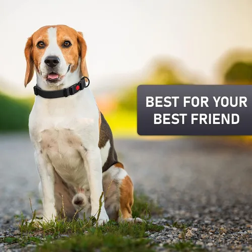 Vista 8 de Collar de perro ajustable con código QR identificación adjunta, fabricado en Estados Unidos, collar de perro resistente al agua con hebilla