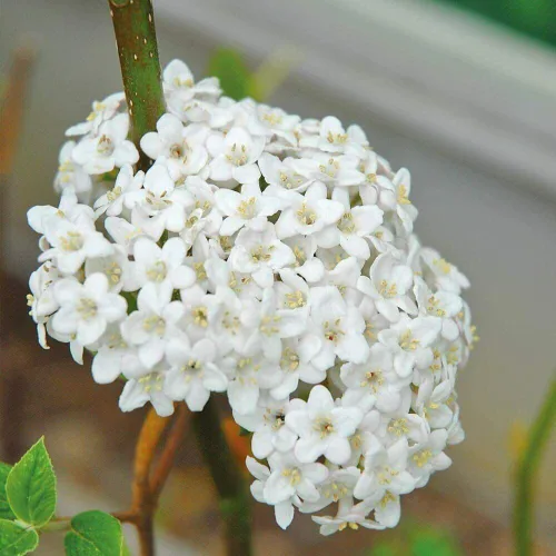 Vista 2 de 1 Planta Chicago Lustre Viburnum Viburnum dentatum Planta de 2.5 en maceta