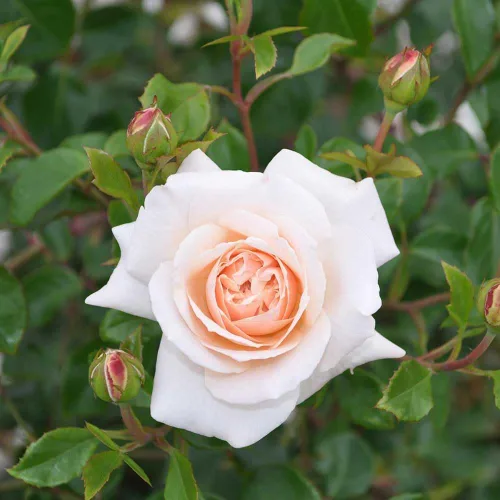 Vista 3 de Own-Root - Rosa leyenda inglesa de un galón Penny Lane™ de Heirloom Roses