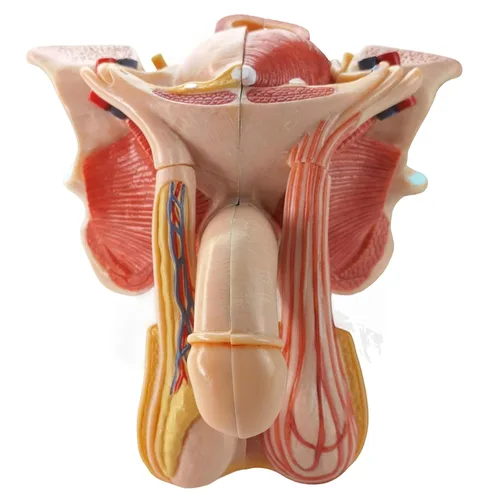 Vista 2 de Modelo de órgano genital masculino, tamaño real 5 partes, sección mediana que muestra el pene, próstata, vejiga, vesícula seminal, cordón