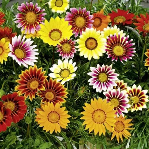 Vista 5 de Semillas Treasure Flower Mix (Gazania) Flores anuales para plantar