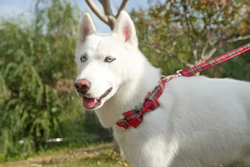 Vista 15 de Tunkoo Collar de otoño para perro con elegante pajarita, duradero, ajustable y elegante collar de otoño para mascotas, disponible en tamaño pequeño
