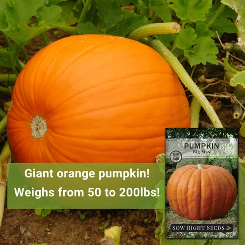 Vista 3 de Sow Right Seeds - Semillas de calabaza Big Max para plantar - Paquete de reliquia sin OMG con instrucciones para plantar un huerto casero - Variedad