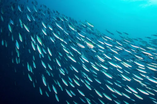Vista 4 de Season Sardinas en salsa picante, capturadas en la naturaleza, 0.85 oz de proteína, bocadillos Keto, más Omega 3 que atún, Kosher, alto en calcio