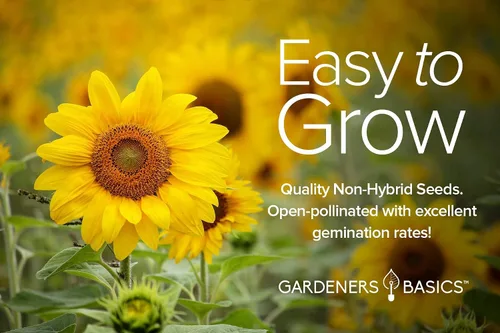 Vista 2 de Gardeners Basics Semillas de girasol para plantar flores, terciopelo Queen, rascacielos, reina limón, gigante, belleza otoñal, cereza de chocolate