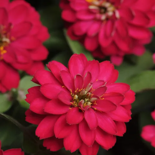 Vista 7 de Outsidepride - Zinnia Elegans, 1000 semillas anuales, Dahlia Cherry, flores para plantar, color cereza